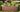 Brown Maple Resin Raised Garden Bed - Keter US