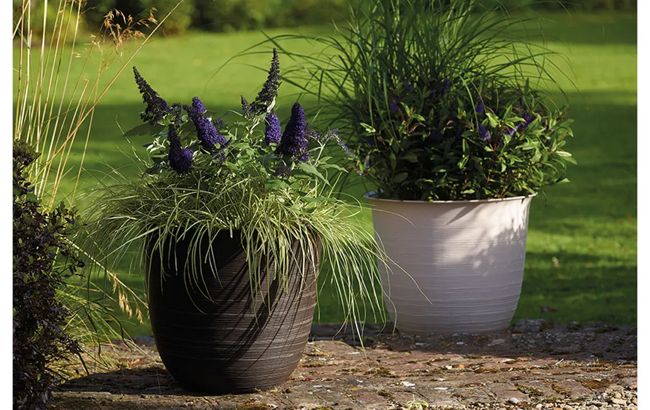 עציץ סהרה 53 ס