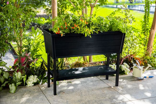 ערוגת גינה אלפרסקו - שחור