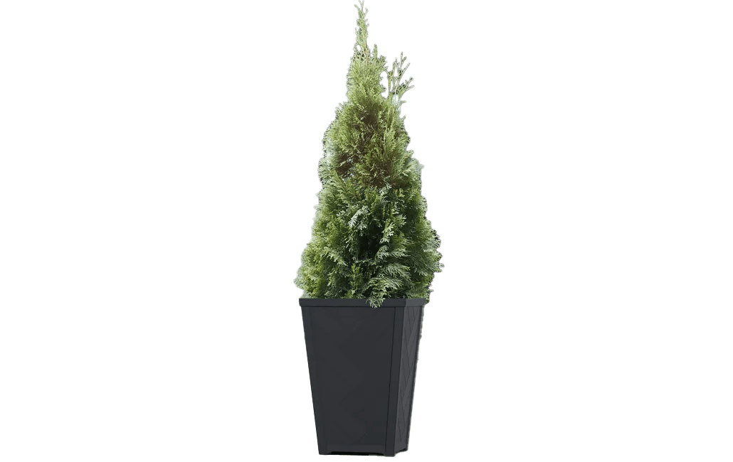 עציץ טזורו 37 ס