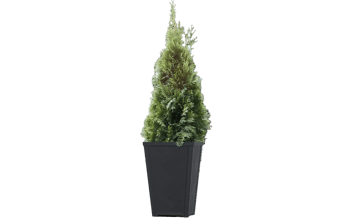 עציץ טזורו 37 ס