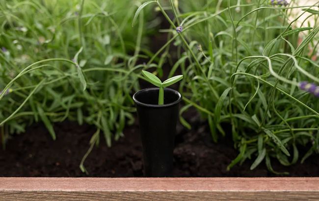 Ashwood Brown Signature Elevated Garden Bed - Keter US