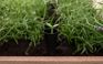 Ashwood Brown Signature Elevated Garden Bed - Keter US
