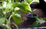 Buy Urban Bloomer Raised Garden Bed, 12.7 Gallon - Keter Canada