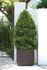 Wood Planter Small - 