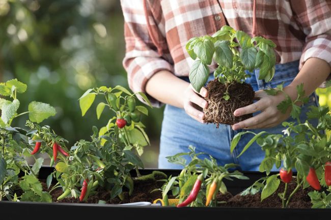 ערוגת גינה אלפרסקו - שחור