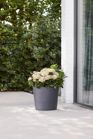 Varese Low Planter 40cm Set of 2 - Millstone Grey