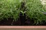 Signature 29 Gallon Elevated Garden Bed Ashwood Brown - Keter Canada