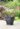 Piazza Square Planter 34cm Set of 2 - Granite