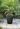 Cotswold Tall Square Planter 33cm Set of 2 - Marble Green