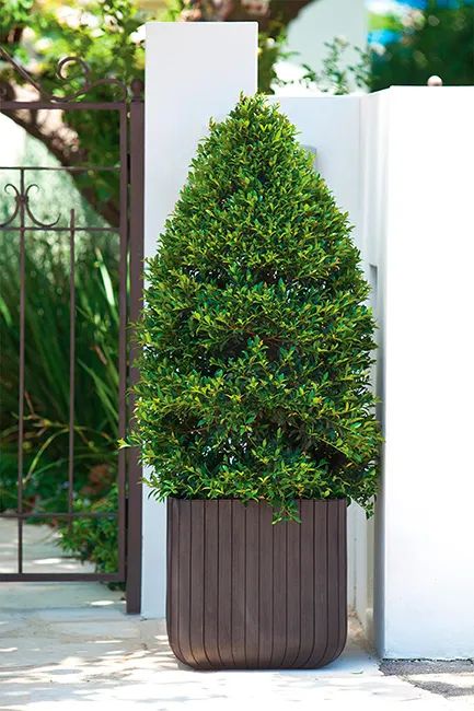 Maceta Cube Box (mediana) - 