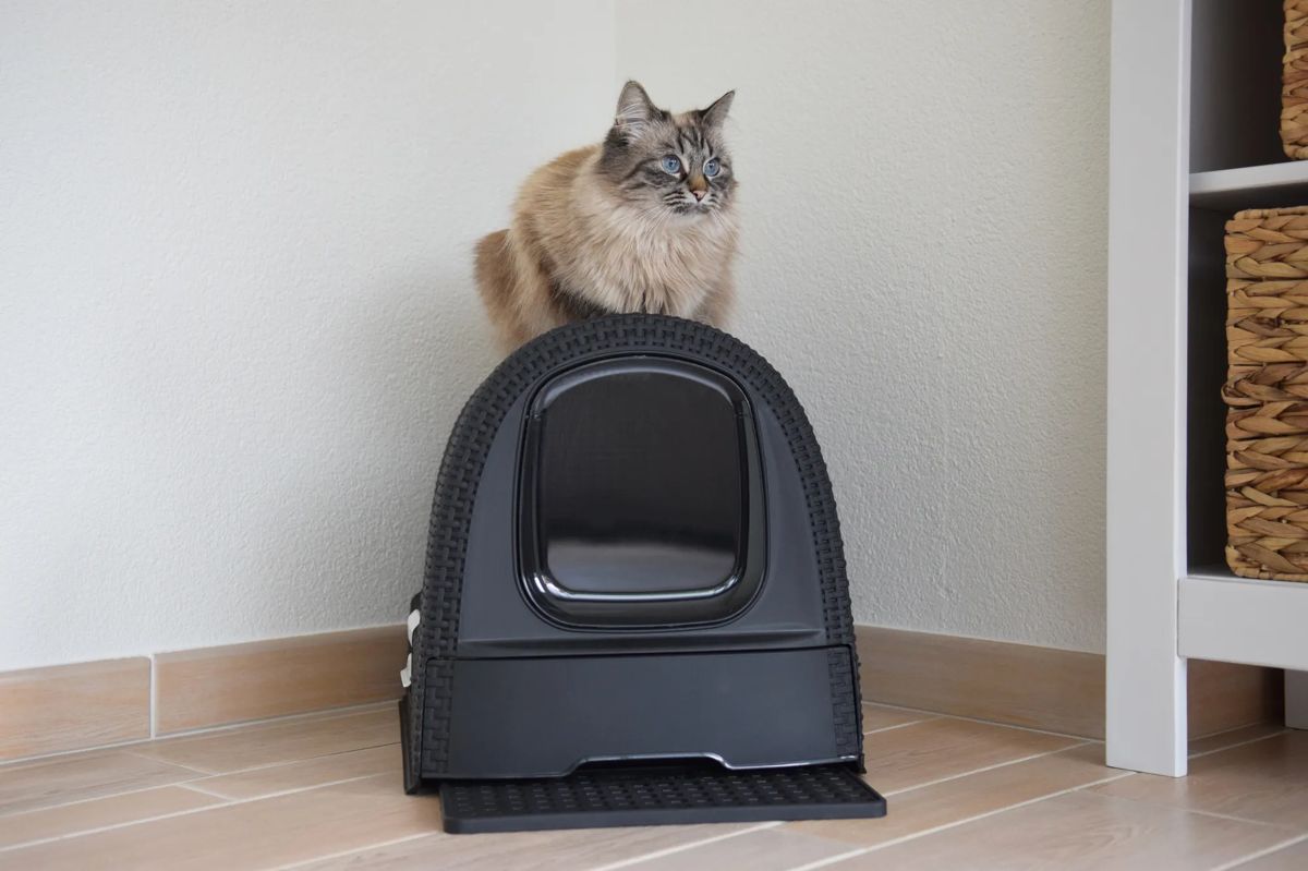 Kattenbak met Lade - Antraciet