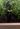 Signature 29 Gallon Elevated Garden Bed Ashwood Brown - Keter Canada